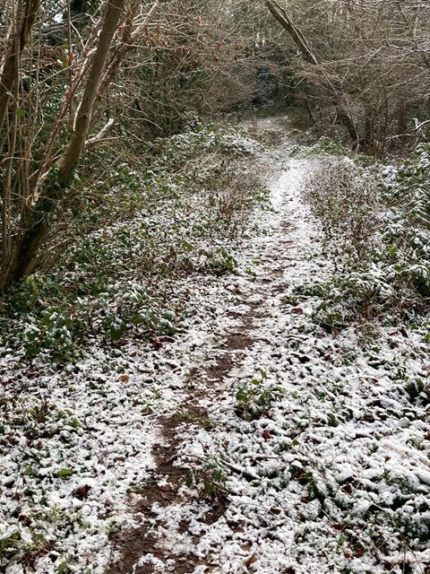 Snowy woodland path